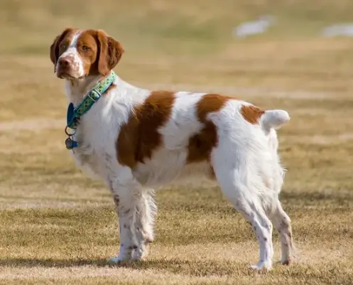 A Brittany standing in the field while staring at something