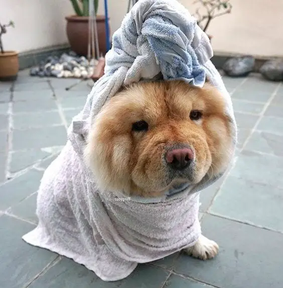A Chow Chow wrapped in a towel while sitting on the floor