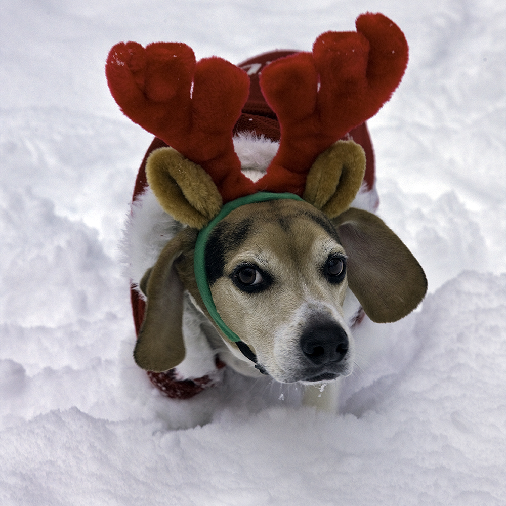 Beagle in the snow while wearing a deer head piece