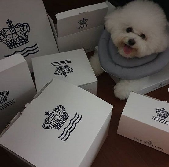 A Bichon Frise lying on the floor along with boxes with box print