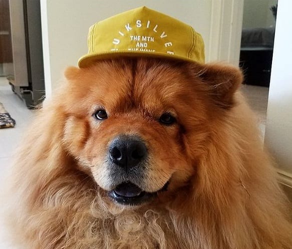 A Chow Chow wearing a cap while sitting on the floor