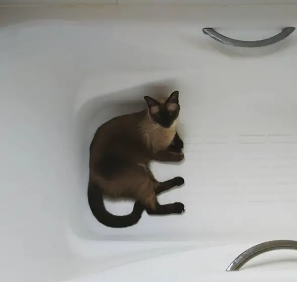 A Siamese Cat lying inside the bathtub