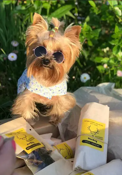 A Yorkshire Terrier wearing sunglasses in the garden behind its box full of packed treats