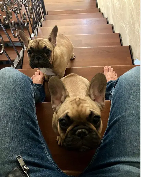 A French Bulldog standing on the stairs in front of the person sitting