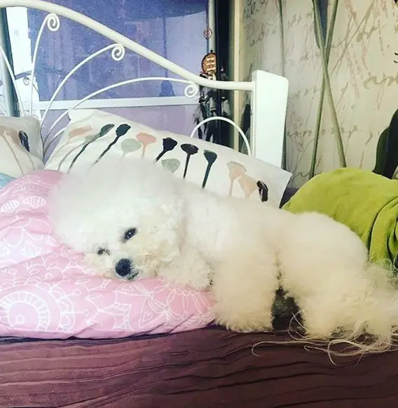 A Bichon Frise sleeping on top of the pillow on the bed