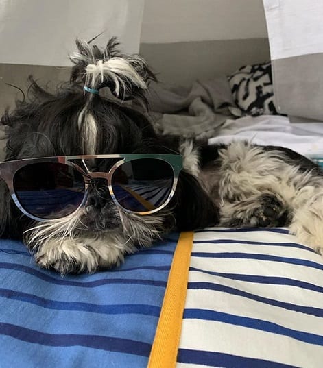 Funny Shih Tzu wearing sunglasses while laying on bed
