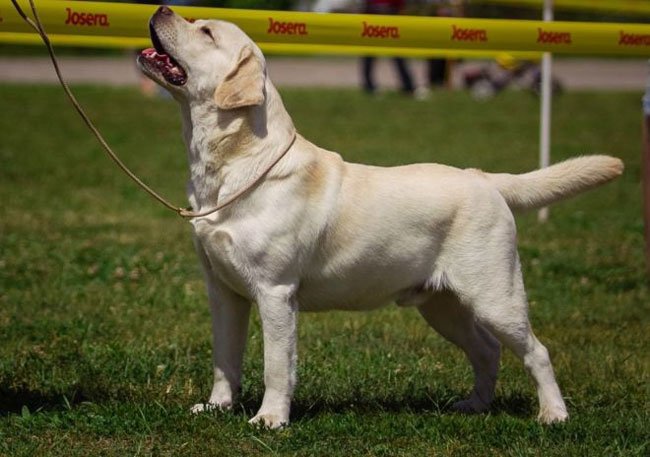 A cream Labrador Retriever standing in the yard