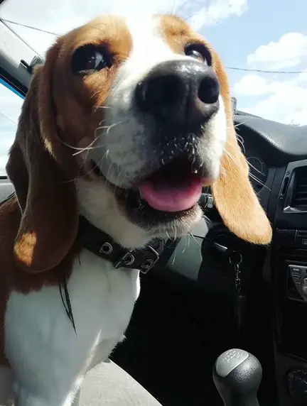 A Beagle sitting in the driver's seat while smiling