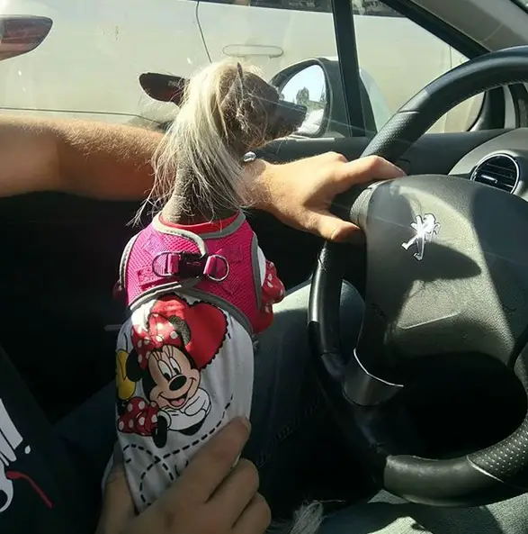 A Chinese Crested Dog sitting on the lap of the person in the driver's seat