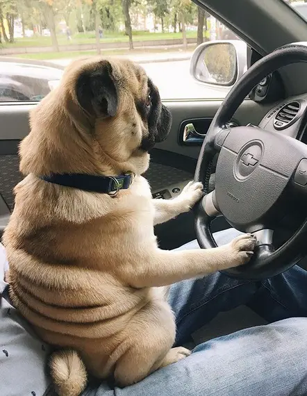 Pug sitting on the lap of its owner in the driver's seat with its hands on the steering wheel