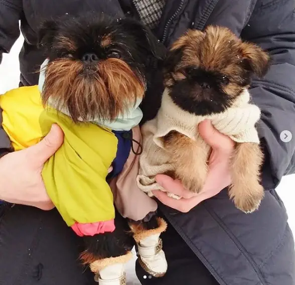 two Brussels Griffon wearing their sweater while in the arms of the person