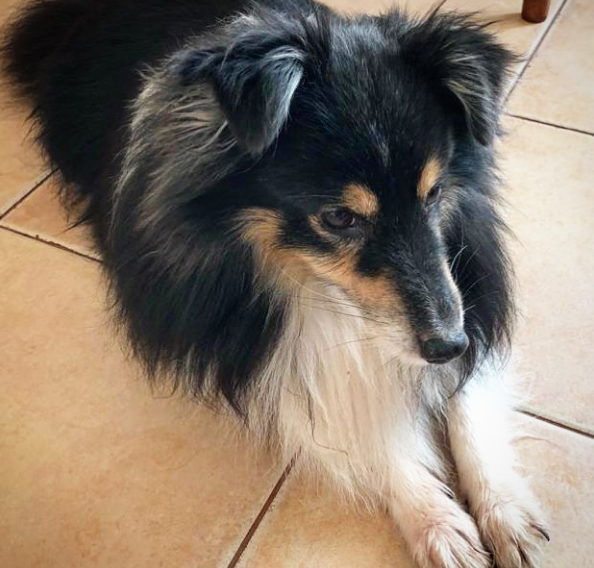 A Shetland Sheepdog lying down on the floor while stretching