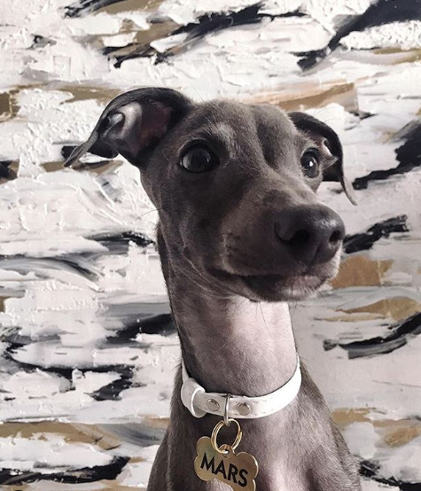 A Italian Greyhound with a painting behind him