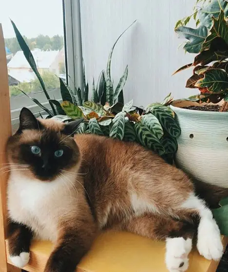 A Siamese Cat lying by the window along with the potted plants