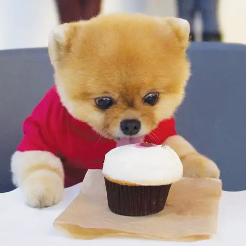 A Pomeranian at the table while licking the cupcake in front of him