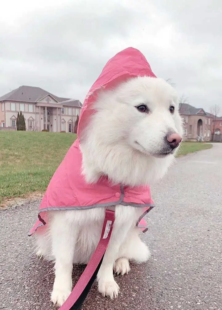 A Samoyed Dog sitting on the pavement while wearing a pink raincoat
