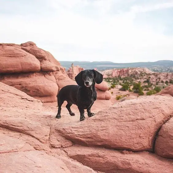 A Dachshund standing on the red rocks