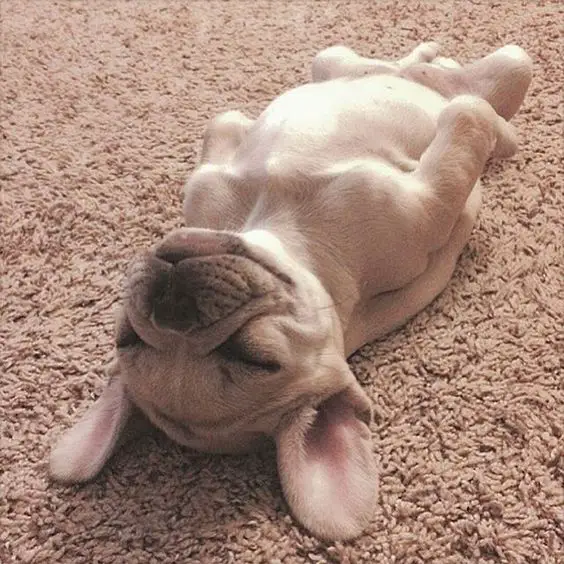 French Bulldog Puppy sleeping straight on its back