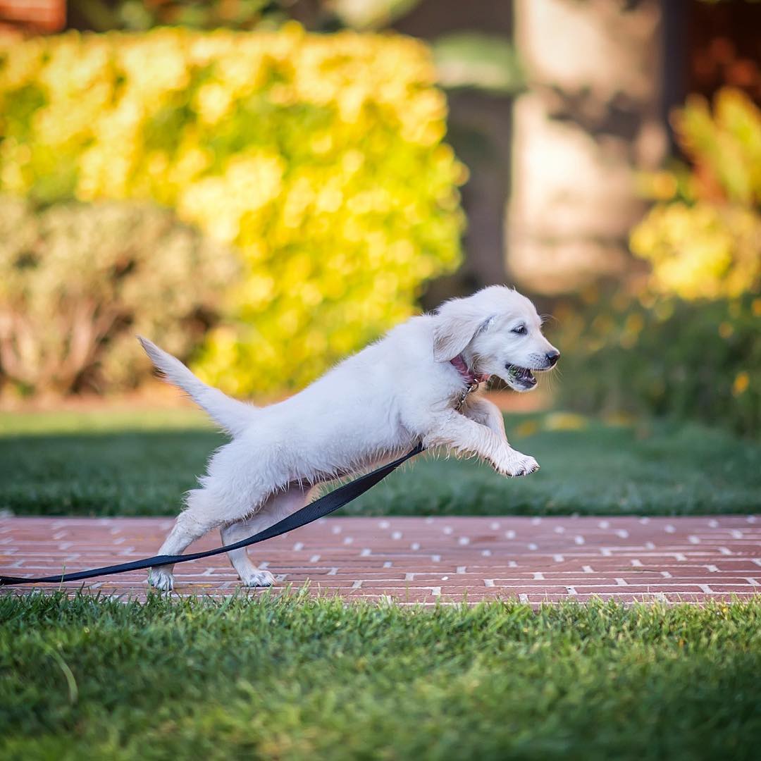 Golden Retriever puppy jumping over the pavement in the yard