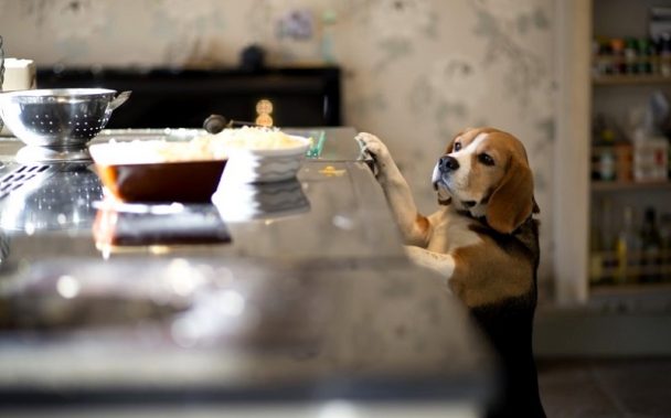 Beagle standing up against the kitchen counter looking at the food