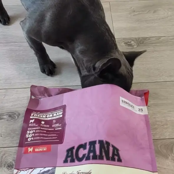 A French Bulldog eating its food from the pack on the floor