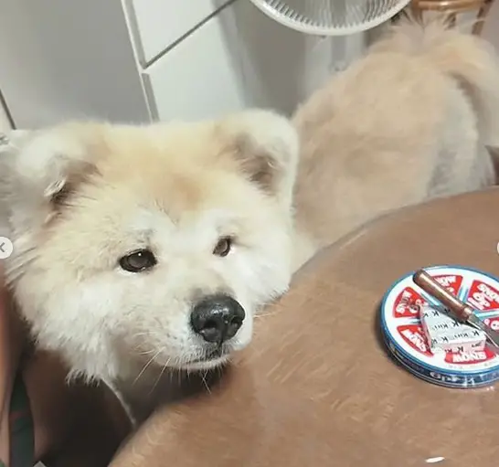 An Akita standing behind the table