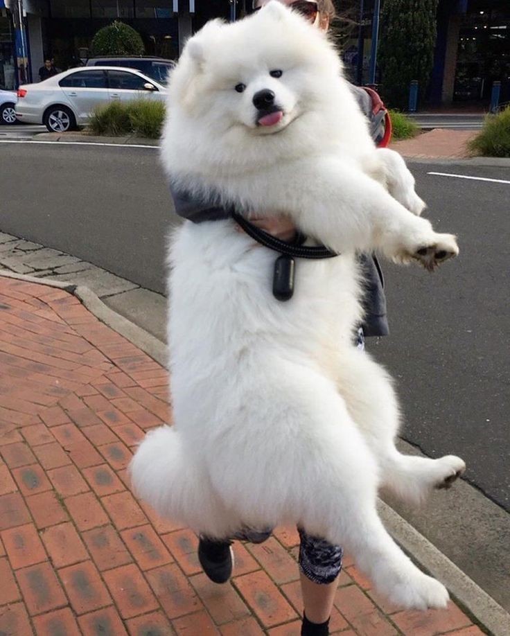 A woman carrying her Samoyed Dog while walking in the street