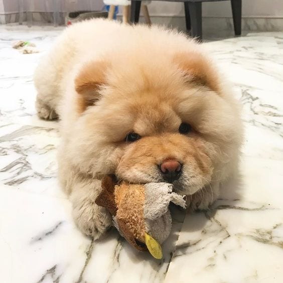 A Chow Chow lying on the floor with its stuffed toy
