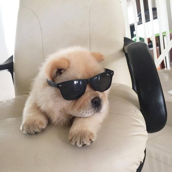 A Chow Chow puppy lying on the office chair while wearing sunglasses