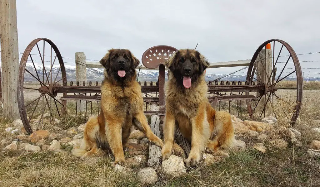 two Leonbergers sitting on the rock