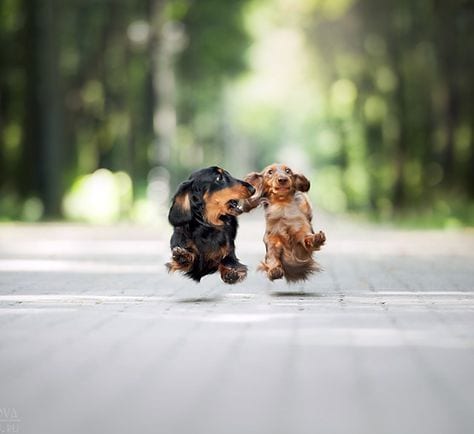 two Dachshund running on the road