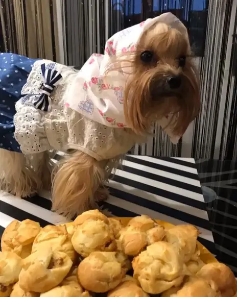 A Yorkshire Terrier wearing a cute dress while standing on top of the table behind the tray of food