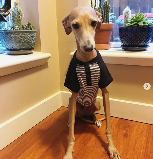A Italian Greyhound wearing shirt while sitting in the corner