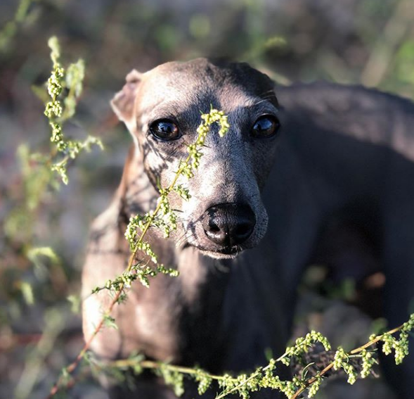 An Italian Greyhound standing behind the plant while under the sun