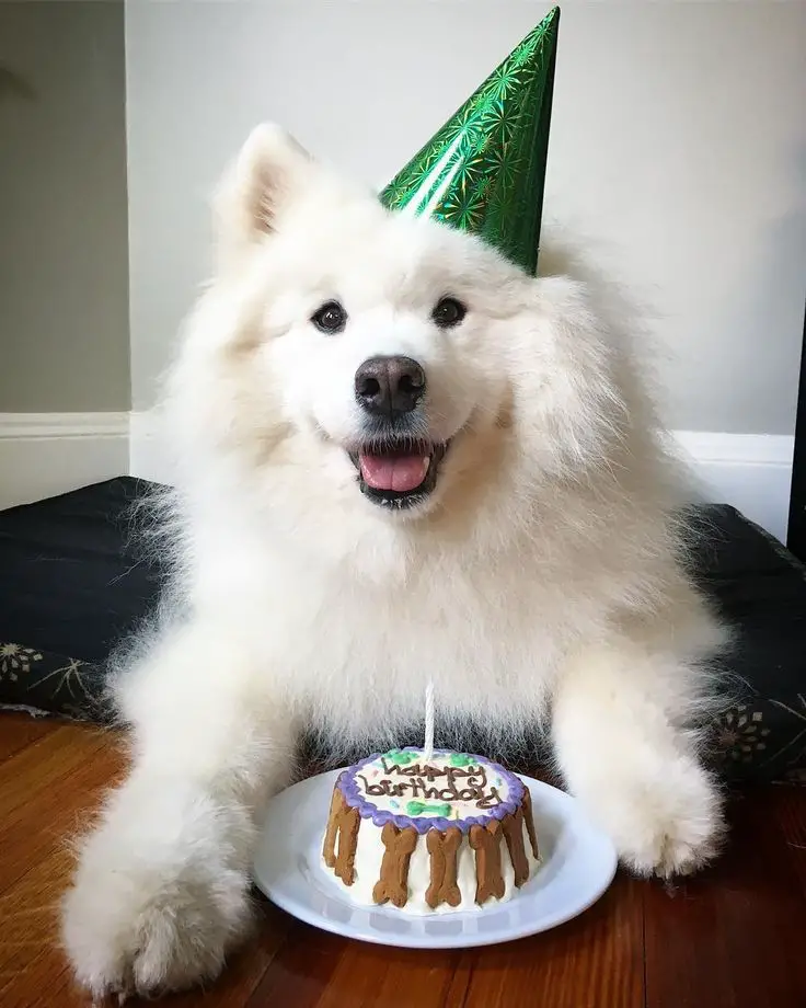 A Samoyed Dog with a green cone hat lying on its bed bed with its cake in front of him on the floor