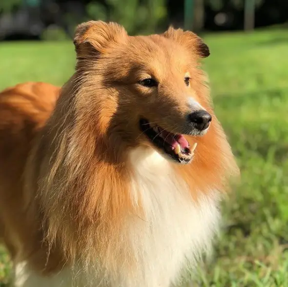 A Shetland Sheepdog standing on the grass while smiling and under the sun