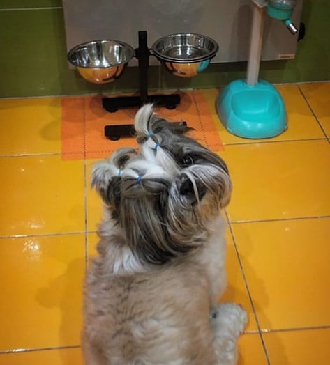 Shih Tzu sitting on the floor in front of its empty bowl