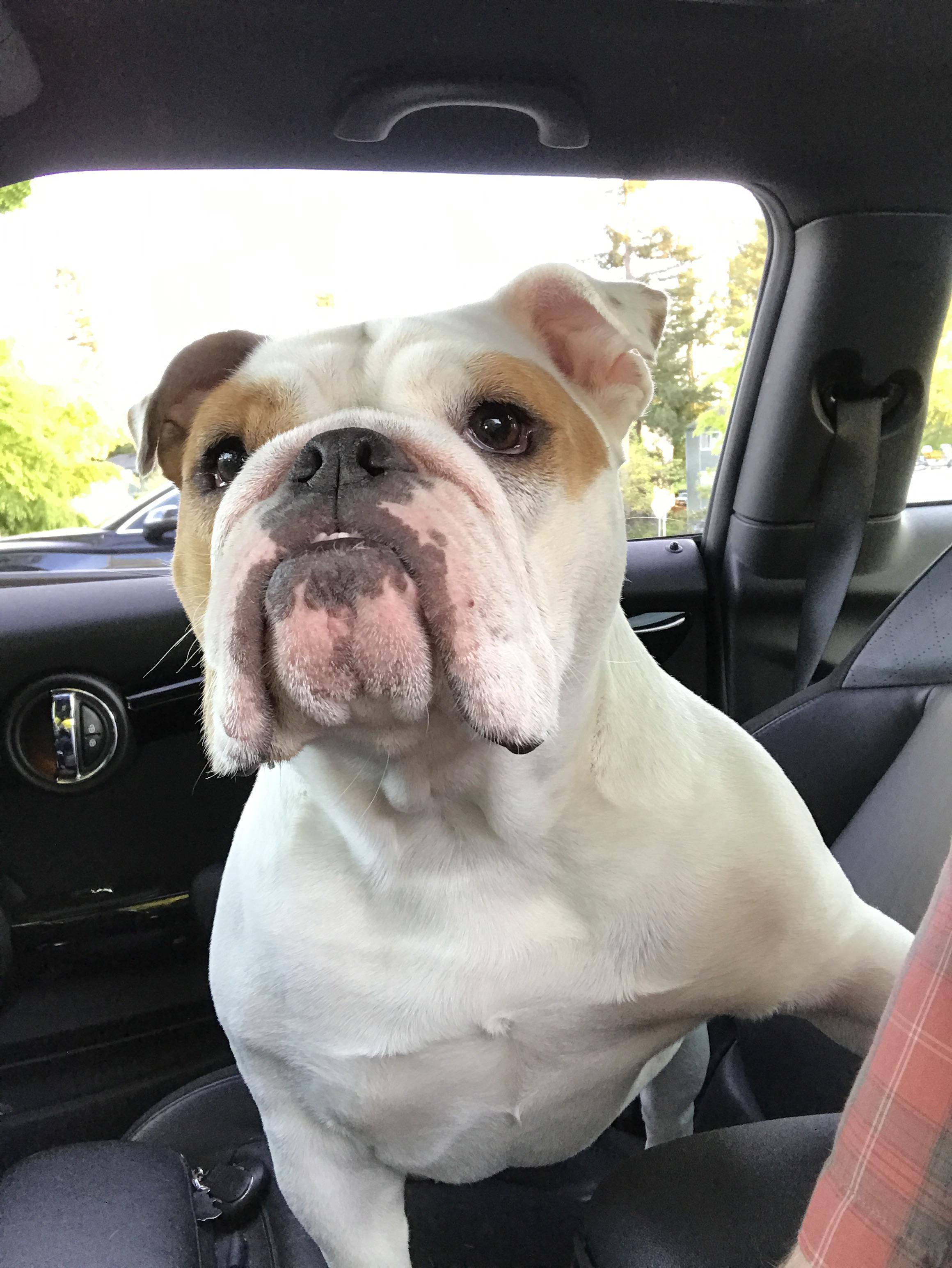 An English Bulldog sitting in the passenger seat inside the car