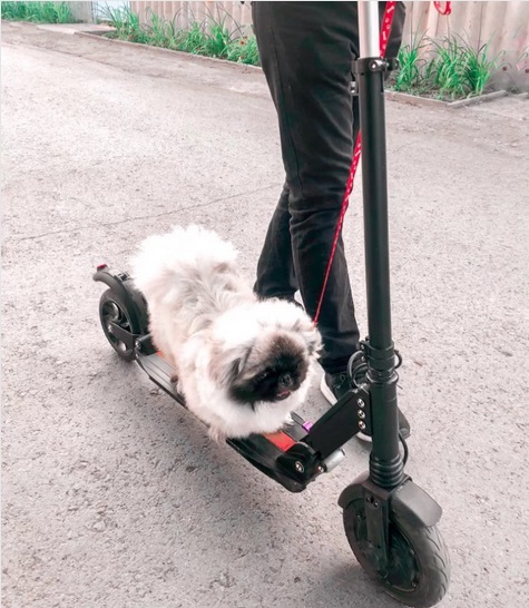 Pekingese riding a scooter