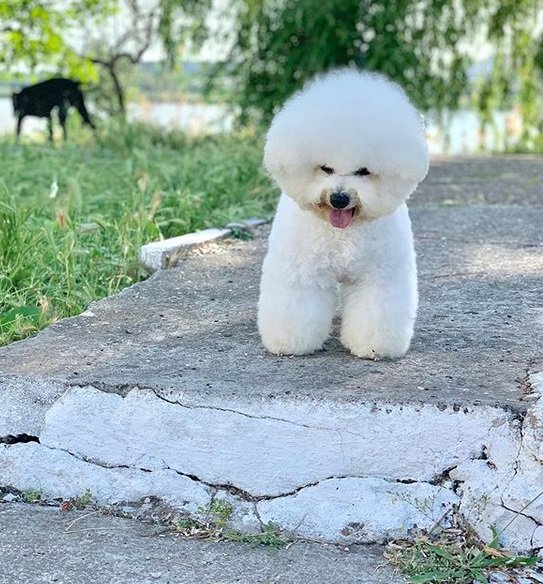  A Bichon Frise standing on the pavement with its tongue out