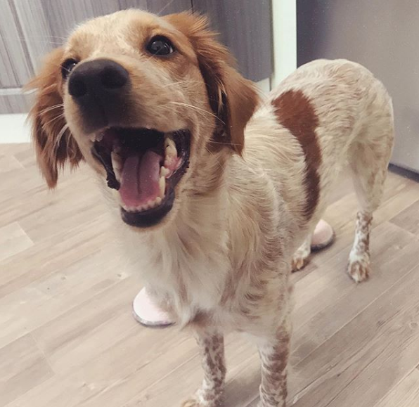 A Brittany standing on the floor with its mouth open