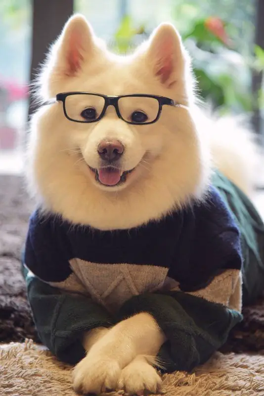 A Samoyed Dog wearing glasses and a sweater while lying on the bed