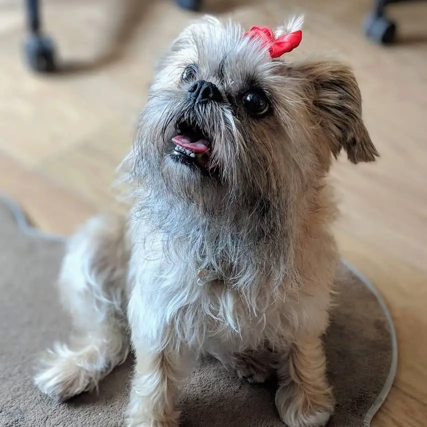 A Brussels Griffon wearing a ribbon tie on top of its head while sitting on the carpet while looking up with its mouth open