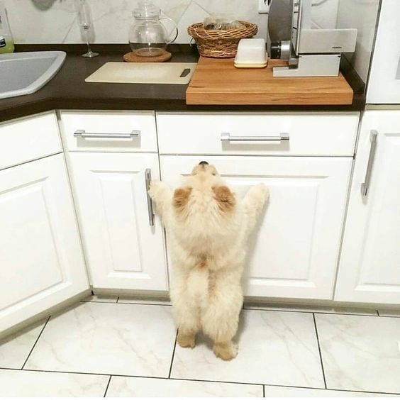 A Chow Chow standing up towards the counter while looking up
