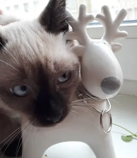 A Siamese Cat behind the reindeer figurine by the window