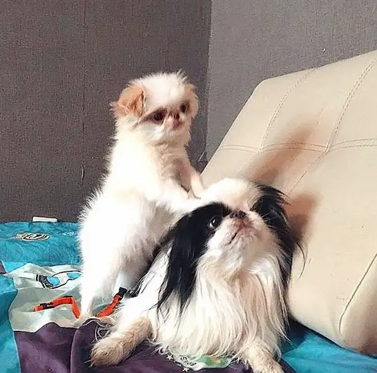 A Japanese Chin lying on the couch with a puppy leaning on his back