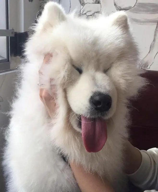 A Samoyed Dog with its cute face being squished 