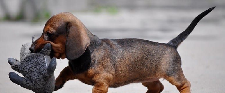 A Dachshund puppy walking on the pavement while holding a stuffed toy with its mouth