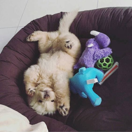 A Chow Chow lying on its back on its bed with its stuffed toys