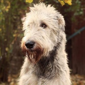 collage of irish wolfhound dog